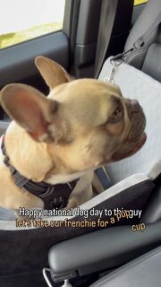 Apparently it’s national dog day & we didn’t even know! Let’s take our frenchie for a pup cup😅🐾💙! 
That’s about all for him today! And now I need my car detailed🤣! 

Frenchie, French bulldog, national dog day, pup cup, Chicago, pets, dog, humor, funny, adventure