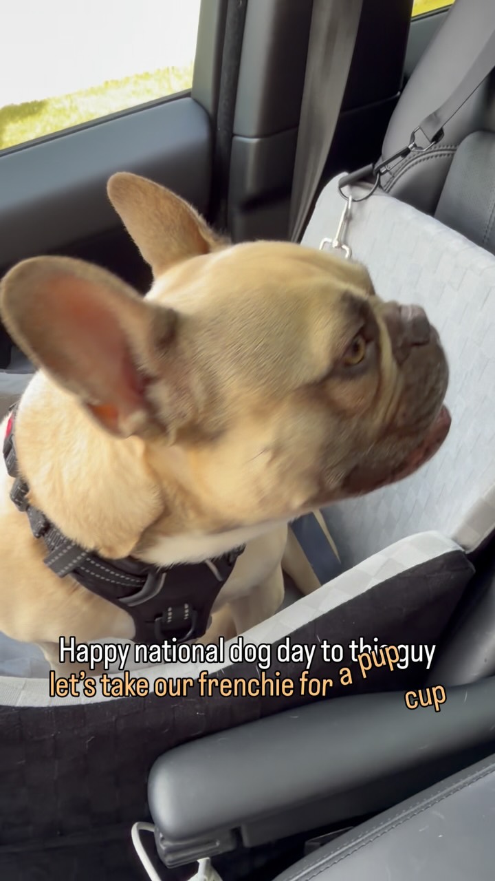 Apparently it’s national dog day & we didn’t even know! Let’s take our frenchie for a pup cup😅🐾💙! 
That’s about all for him today! And now I need my car detailed🤣! 

Frenchie, French bulldog, national dog day, pup cup, Chicago, pets, dog, humor, funny, adventure